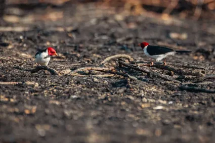 Passaros-em-area-devastada-pelo-fogo-Foto-Augusto-Dauster-Ibama.webp