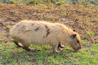 Capivaras “Loiras” no Pantanal: Fenômeno Inusitado Intriga Especialistas e Levanta Alertas Sobre Mudanças Climáticas