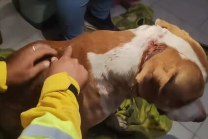 Onça-pintada Ameaça Comunidade na Fronteira e Ataca Cachorro em Plena Área Residencial