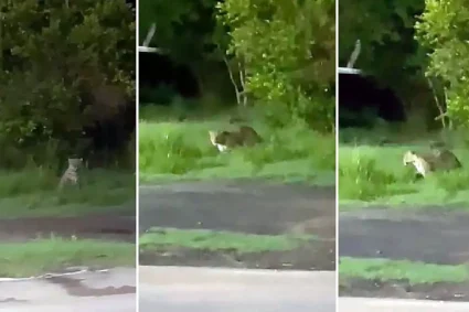 Mesmo Com Avistamentos Constantes, Captura de Onças em Corumbá e Ladário É Descarta por Autoridades