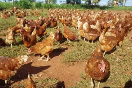 Alívio no Campo: Suspeita de Gripe Aviária é Descartada e MS Segue Livre da Doença