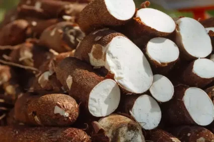 Produtores de MS Poderão Vender Mandioca ao Governo – Preço Vai Cair nos Mercados?