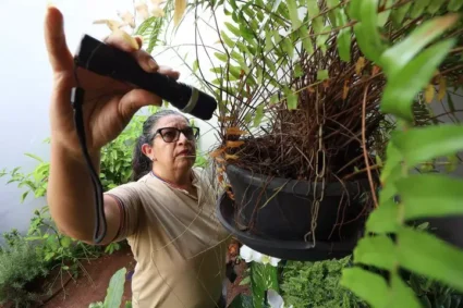 Surto de Dengue em MS: Quase 8 Mil Casos Confirmados e 17 Mortes em 2025