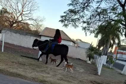 Cena Inusitada em Corumbá: Estudante Chega à Escola Cavalgando Touro Doméstico