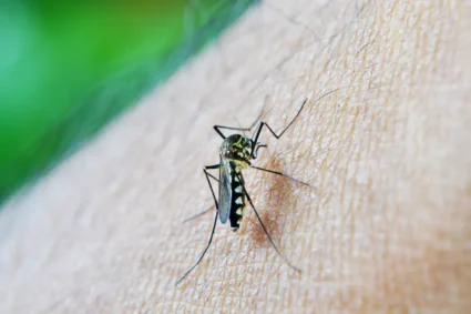 Corumbá é Destaque em MS com Baixo Número de Casos de Dengue Confirmados