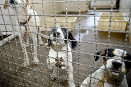 Fim da Crueldade: Brasil Proíbe Testes Cosméticos em Animais com Nova Lei Histórica