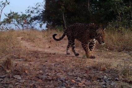 Workshop internacional propõe medidas inéditas para convivência segura com grandes felinos