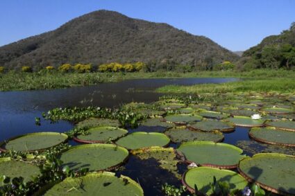Pantanal Brasileiro Ganha Destaque Mundial em Campanha Histórica com a National Geographic