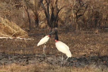 Expansão Agropecuária e Desmatamento nas Nascentes Agrava Seca no Pantanal e Eleva Risco de Incêndios, Aponta Estudo!