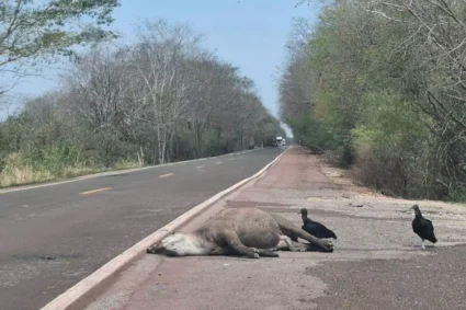 Cena triste: anta é encontrada morta após atropelamento na BR-262 próximo a Corumbá