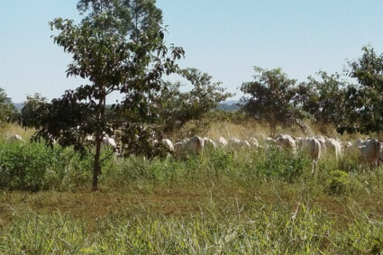 Mato Grosso do Sul Lidera Iniciativas de Captura de Carbono e Sustentabilidade, Avançando para um Futuro Verde