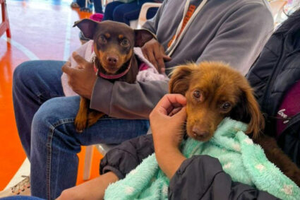 Caravana da Castração transforma o MS: mais de 9 mil cães e gatos já foram atendidos e nova etapa começa em outubro