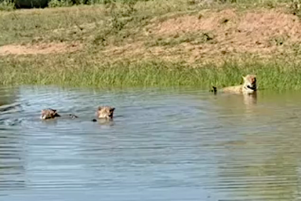 Onças Se Jogam em Açude e Viralizam ao Fugir de Calor Escaldante de 35°C no Pantanal