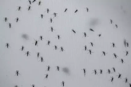 Alerta para 2026: Dengue Tipo 3 Pode Provocar Nova Epidemia em MS e Colocar Estratégias à Prova