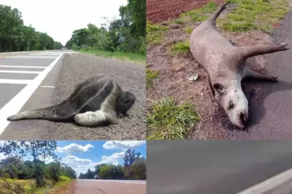 BR-262 Vai Passar por Megaobra de R$ 30 Milhões Para Salvar Animais do Pantanal de Atropelamentos