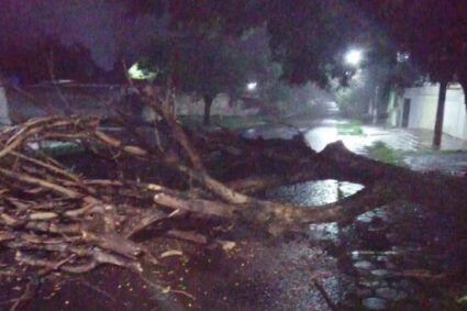 Árvore de Grande Porte Desaba Durante Temporal e Interdita Trecho Próximo à Igreja Dom Bosco na Noite desta Segunda