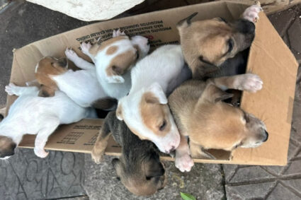 Abandono choca moradores: sete filhotes são deixados em caixa de papelão no centro da cidade