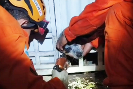 Resgate animal: Cachorro fica com a cabeça presa em portão e é resgatado pelo Corpo de Bombeiros em Corumbá