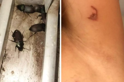 Corumbá Enfrenta Surto de Besouros e Especialistas Alertam para Riscos de Queimaduras