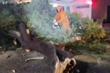 Árvore cai duas vezes em poucas horas e paralisa rua no centro de Corumbá