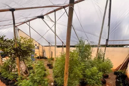 Idoso extrapola decisão judicial e acaba preso com estufa e mais de 20 kg de maconha