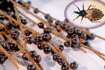 Açaí Contaminado Acende Alerta Máximo: Casos Graves de Doença de Chagas Já Deixam Mortos e Internados no Pará