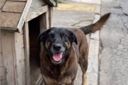 Ataque covarde: entenda o caso do famoso cão comunitário brutalmente agredido por adolescentes que gerou comoção internacional