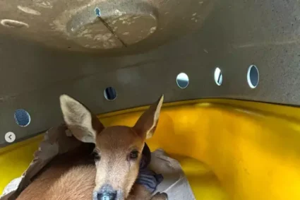 Cervo-do-Pantanal é Resgatado com Sinais de Desidratação na BR-262 Após Ser Encontrado às Margens da Rodovia