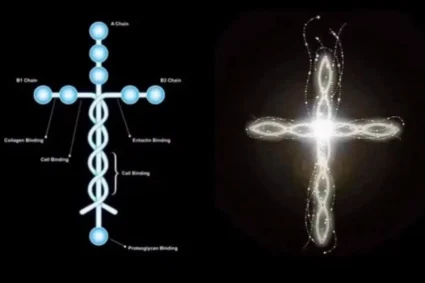 Descoberta brasileira reacende esperança: molécula pode ajudar a reverter paralisia por lesão na medula