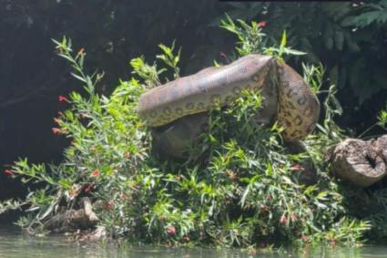 Canoístas Ficam Frente a Frente com Sucuri Gigante em Rio de Bonito Durante Treino de Carnaval