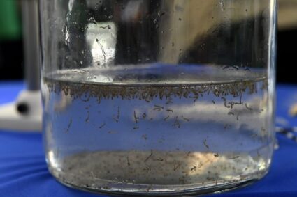 Dengue e Chikungunya Avançam em MS: Estado Registra Aumento de Casos e Mais de 223 Mil Doses da Vacina Já Aplicadas