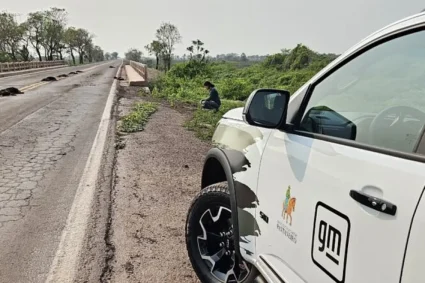 Nova plataforma vai mapear atropelamentos de animais em MS e pode salvar espécies ameaçadas nas rodovias