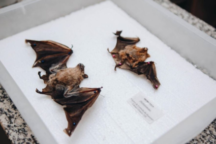 Campo Grande confirma 4º morcego com raiva em 2026 e reforça alerta para risco de transmissão