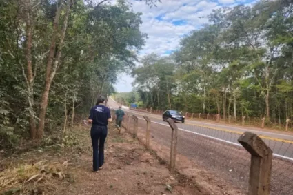MS vira referência nacional para reduzir atropelamentos de animais em rodovias, com foco na BR-262