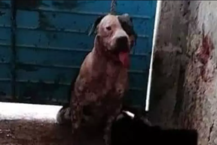 Cães escapam e matam gata de estimação em MS e tutor é condenado na Justiça