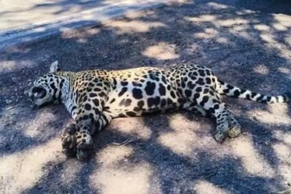 Onça-pintada morre atropelada na BR-262 entre Miranda e Corumbá e alerta volta a preocupar no Pantanal