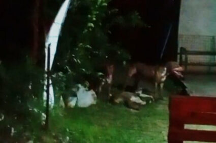 Pitbulls soltos provocam tensão em bairro de Corumbá após ataque a animal dentro de residência