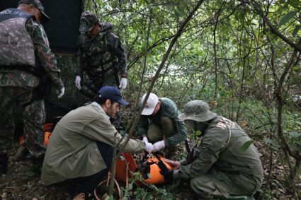 Onça-pintada retirada da área urbana de Corumbá segue monitorada após soltura na Serra do Amolar