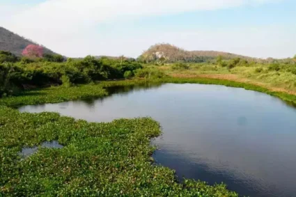 Estudo acende alerta: aquífero do Pantanal perde capacidade de se renovar e preocupa pesquisadores
