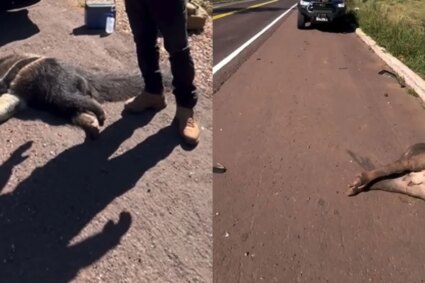 BR-262 entre Corumbá e Campo Grande registra morte de anta e tamanduá e reacende alerta sobre os impactos à fauna do Pantanal