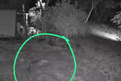 Nova onça-pintada aparece em Corumbá após caso de Corumbella e coloca moradores em alerta; veja o que as autoridades decidiram