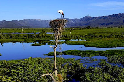 Pantanal registra menor área queimada em 41 anos, mas Corumbá segue entre os municípios com maior área queimada do Brasil; o que explica esse cenário?