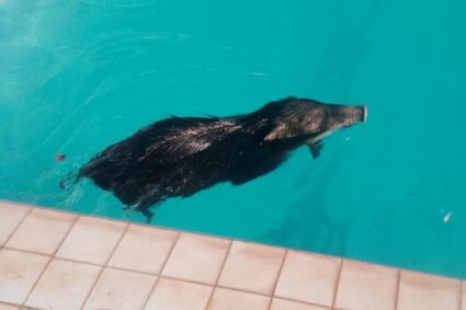 Calor de quase 40°C? Queixada invade UFMS e aproveita piscina para se refrescar em Corumbá