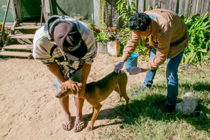 Vacinação antirrábica em Corumbá já imunizou 7,5 mil cães e gatos; campanha chega ao Generoso nesta quinta-feira
