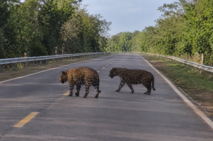 Duas onças são flagradas às margens da BR-262, próximas a Corumbá; encontro surpreende trabalhador – Confira o vídeo!