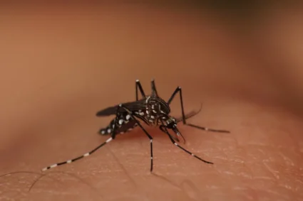 Corumbá prepara soltura de mosquitos modificados para frear surto de Dengue e Chikungunya; entenda o método